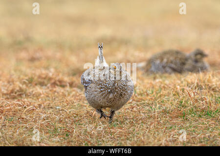 Male sharp-tailed grouse displaying on a lek in the Namekagon Barrens. Stock Photo