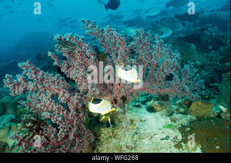 Reefs scenic with saddled butterflyfish, Chaetodon ephippium, Raja Ampat Indonesia Stock Photo
