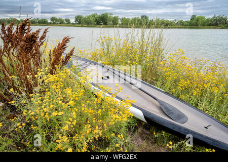 late summer paddling in Colorado - stand up paddleboard among yellow wildflowers on a lake shore, recreation concept Stock Photo