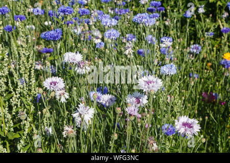 Multicolored variations flowers in a field during summer Stock Photo