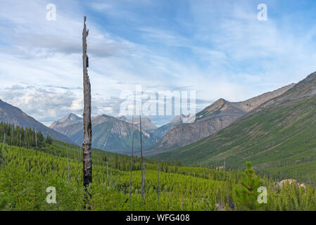 Forest Fire Snag in Kootenay National Park, British Columbia, Canada Stock Photo