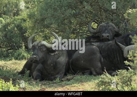 African Buffalo (Syncerus caffer) resting in the shade of the bushveld at Addo Elephant National Park, Eastern Cape, South Africa Stock Photo