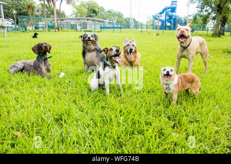 Six dogs in a dog park, United States Stock Photo