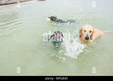 Three dogs playing in the ocean, United States Stock Photo