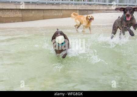 Three dogs playing on beach, United States Stock Photo
