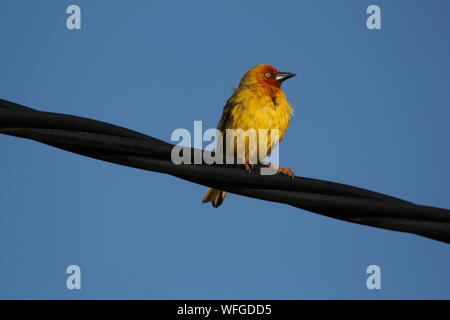 Male of Cape Weaver (Ploceus capensis) roosting on a telephone wire at Natures Landing near Kenton-on-Sea, Eastern Cape, South Africa Stock Photo
