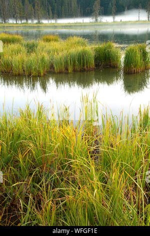 Clackamas Lake, Clackamas Lake Historic Area, Mt Hood National Forest, Oregon Stock Photo