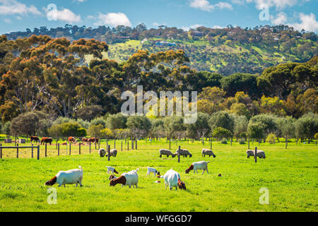 Goats and sheep grazing on a daily farm in rural South Australia during winter season Stock Photo