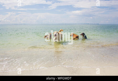 Four dogs playing in the ocean, United States Stock Photo