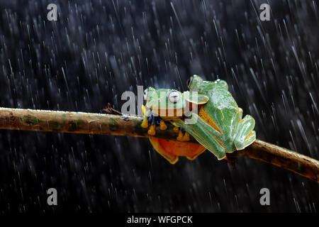 Two Wallace's flying frogs on a branch, Indonesia Stock Photo