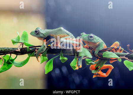 Two Wallace's flying frogs on a branch, Indonesia Stock Photo