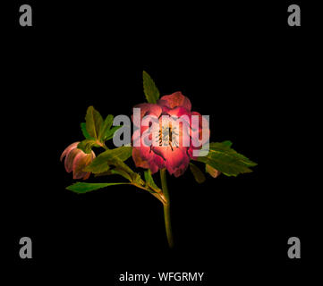 Artistic Hellebore flower on black background Stock Photo