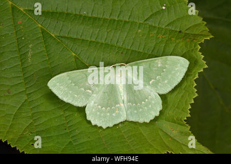 Large Emerald Moth (Geometra papilionaria) adult at rest on leaf, Monmouth, Wales, July Stock Photo