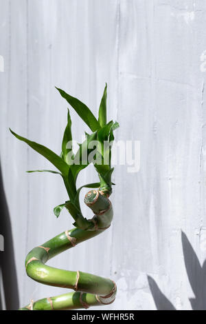 Lucky bamboo leaves isolated. With space for text Stock Photo