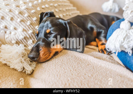 Adorable miniature dachshund puppy with floppy ears sleeping on a cushion on a sofa. He is black and tan with short hair Stock Photo