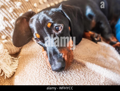 Adorable miniature dachshund puppy with floppy ears resting on a cushion on a sofa. He is black and tan with short hair Stock Photo