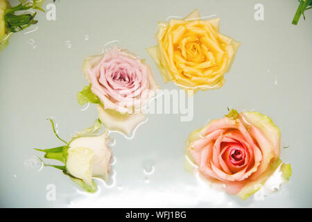 Close-up  Of Roses Floating In Water