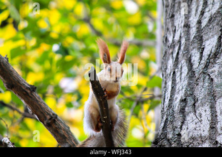 A small gray and orange squirrel sitting on a branch in an autumn park. Funny little squirrel looks while sitting on a tree in leaf fall. Stock Photo