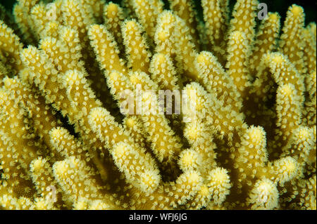 Closeup of softcoral polyps, Lobophyton sp., Raja Ampat Indonesia Stock ...