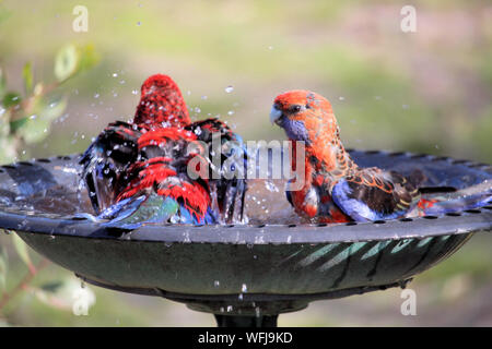 Adult and juvenile Crimson Rosella (platycercus elegans) bathing, South Australia Stock Photo