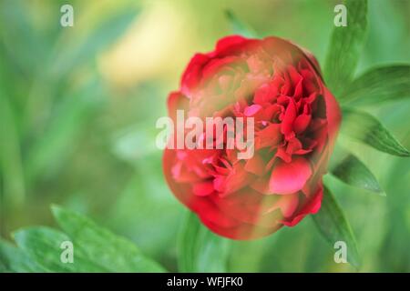 Red peony flower grows in a spring garden Stock Photo