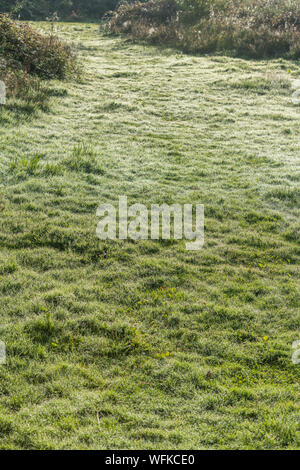 Short grazed grass with sunshine backlit morning dew. Stock Photo
