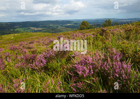 Moorland and heathland habitat with Ling Heather (Calluna vulgaris) and Bell Heather (Erica cinerea). Stock Photo