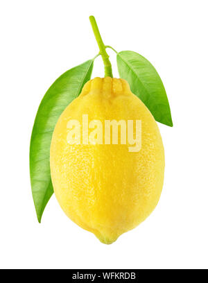 Isolated lemon. One raw lemon fruit hanging on a tree branch with leaves isolated on white background with clipping path Stock Photo