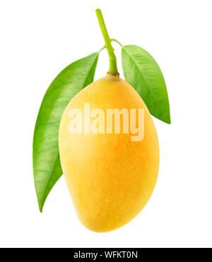 Isolated mango. One yellow mango fruit hanging on a tree branch with leaves isolated on white background with clipping path Stock Photo