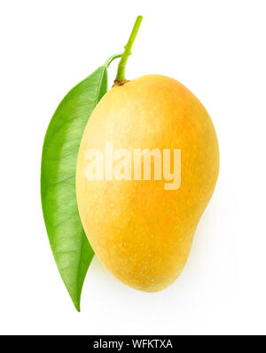 Isolated mango fruit. Tree branch with leaves and one yellow mango isolated on white background with clipping path Stock Photo