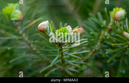 Shot with the macro lens: Young shoots from the fir-tree unfold. Stock Photo