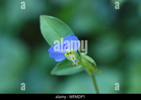 Asiatic dayflower Stock Photo