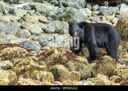 A large black bear forages for food on a coastal beach in the Pacific Rim National Park reserve near the town of Tofino, British Columbia, Canada. Stock Photo