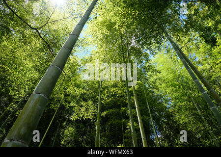 Bamboo forest on the outskirts of Kyoto in Arashiyama