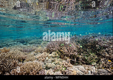 Reef scenic with pristine Acropora hard corals Raja Ampat Indonesia. Stock Photo