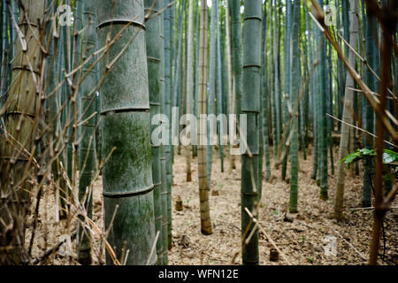 Bamboo forest on the outskirts of Kyoto in Arashiyama Stock Photo