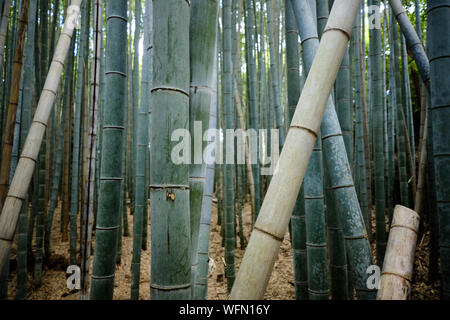 Bamboo forest on the outskirts of Kyoto in Arashiyama Stock Photo