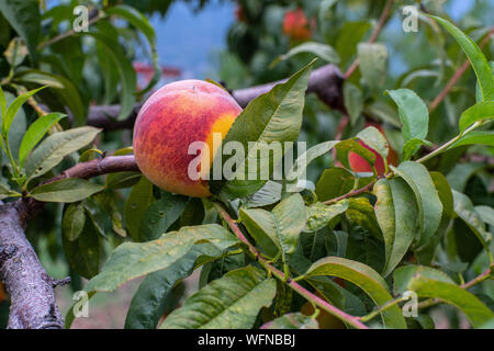 tree of ripe organic peaches, ready for harvest Stock Photo