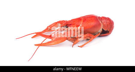 Fresh boiled red crayfish, isolated on white background. Stock Photo