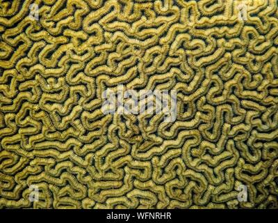 France, Caribbean, Lesser Antilles, Guadeloupe, Grand Cul-de-Sac Marine, heart of the Guadeloupe National Park, snorkeling in the lagoon around the Fajou Islet, here a detail of the structure of a coral Neptune Brain (Diploria labyrinthiformis), underwater view Stock Photo