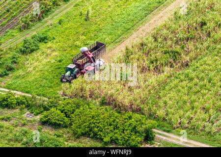 France, Caribbean, Lesser Antilles, Guadeloupe, Grande-Terre, Saint-François, mechanical harvesting of sugar cane in a field, aerial view Stock Photo