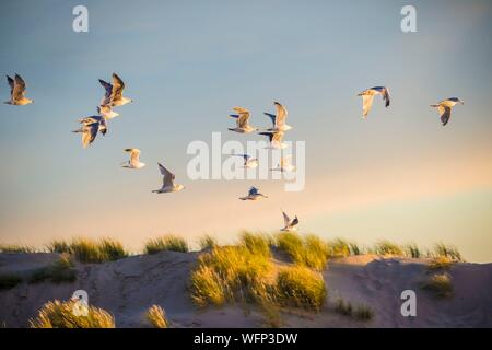 Denmark, North Jutland, the tip of Grenen is a strip of land located in the far north of Denmark, near the town of Skagen, it is the meeting point of two straits, Skagerrak and Kattegat, group of gulls at sunset Stock Photo