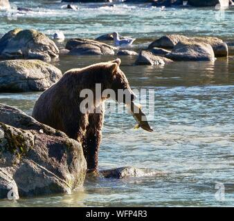 United States, Alaska, brown bear grizzly fishing in the Chillkoot river near Haines during the salmon spawning season Stock Photo