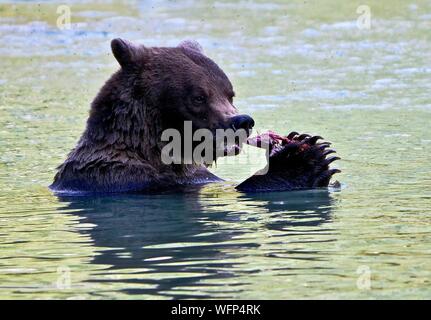 United States, Alaska, brown bear grizzly fishing in the Chillkoot river near Haines during the salmon spawning season Stock Photo