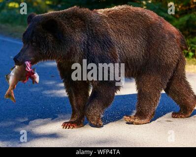 United States, Alaska, brown bear grizzly fishing in the Chillkoot river near Haines during the salmon spawning season Stock Photo