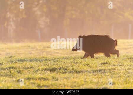 France, Somme, Baie de Somme, Noyelles sur Mer, Solitary boar in the recesses (polders) of the Baie de Somme Stock Photo