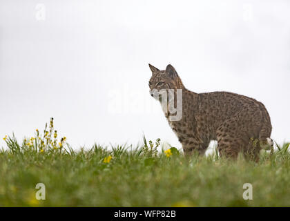 Bobcat (Lynx rufus), Point Reyes National Seashore, California Stock Photo