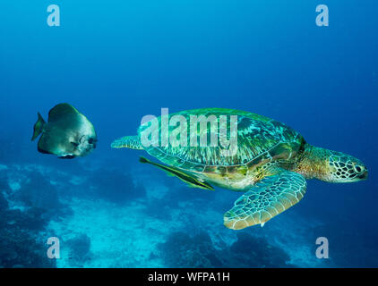 Green turtle, Chelonia mydas, Raja Ampat Indonesia.