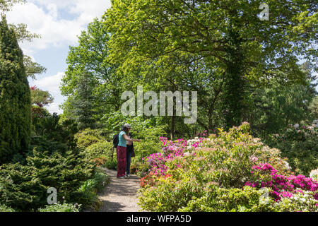 Lea Gardens, Rhododendron gardens set in three and a half acres, outside the village of Lea, near Matlock, Derbyshire, UK Stock Photo