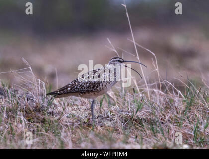 Bristle-thighed Curlew on breeding territory in Nome Alaska Stock Photo